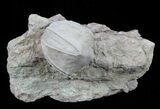 Blastoid (Pentremites) Fossil - Illinois #60130-1